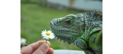 ReptileWealth&Health