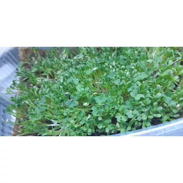 DragonGrass - Brokkoli mikrozöld | 100 gramm