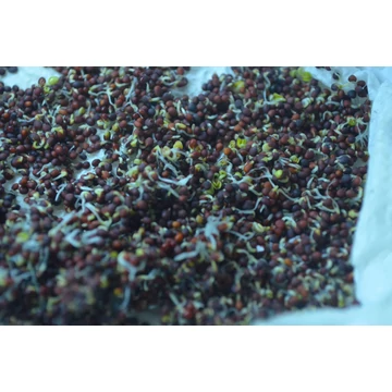 DragonGrass - Brokkoli csíra | 100 gramm