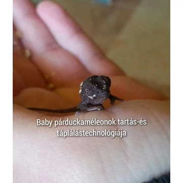 Baby páduckaméleonok tartás-és táplálástechnologiája