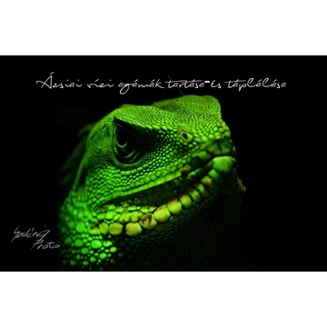 Ázsiai víziagámák tartás-és táplálástechnológiája