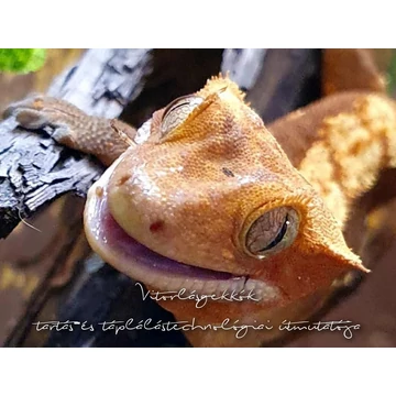 Vitorlásgekkók tartás-és táplálástechnológiai útmutatója