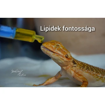 Lipidek fontossága | pdf
