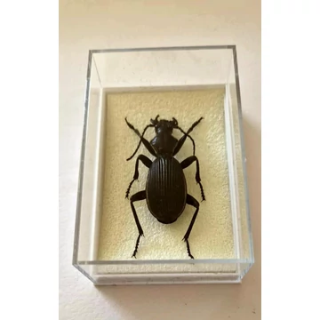 Trópusi bogár plexi dobozban asztali dísznek I 54*80*30 mm