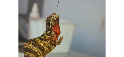 Gyógyteák alkalmazása a megelőzésben