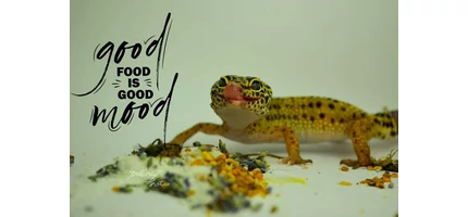 Rovareleségek vitamindús táplálása
