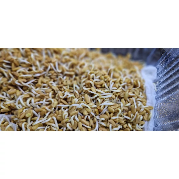 DragonGrass - Görögszéna csíra | 100 gramm