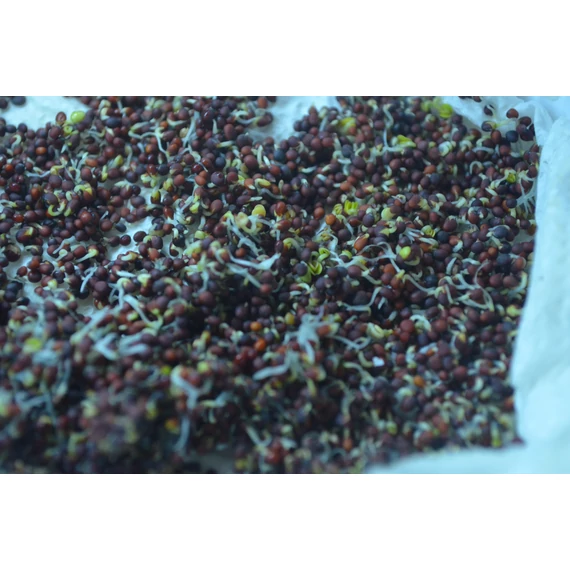 DragonGrass - Brokkoli csíra | 100 gramm