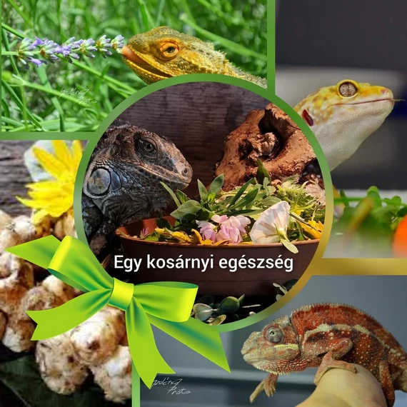 Egy kosárnyi egészség | pdf anyag