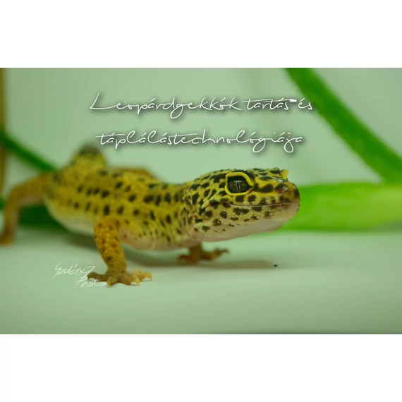 Leopárdgekkók tartás-és táplálástechnológiája | 30 oldal