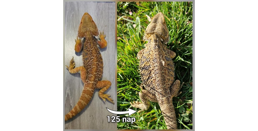 ReptileWealth&Health
